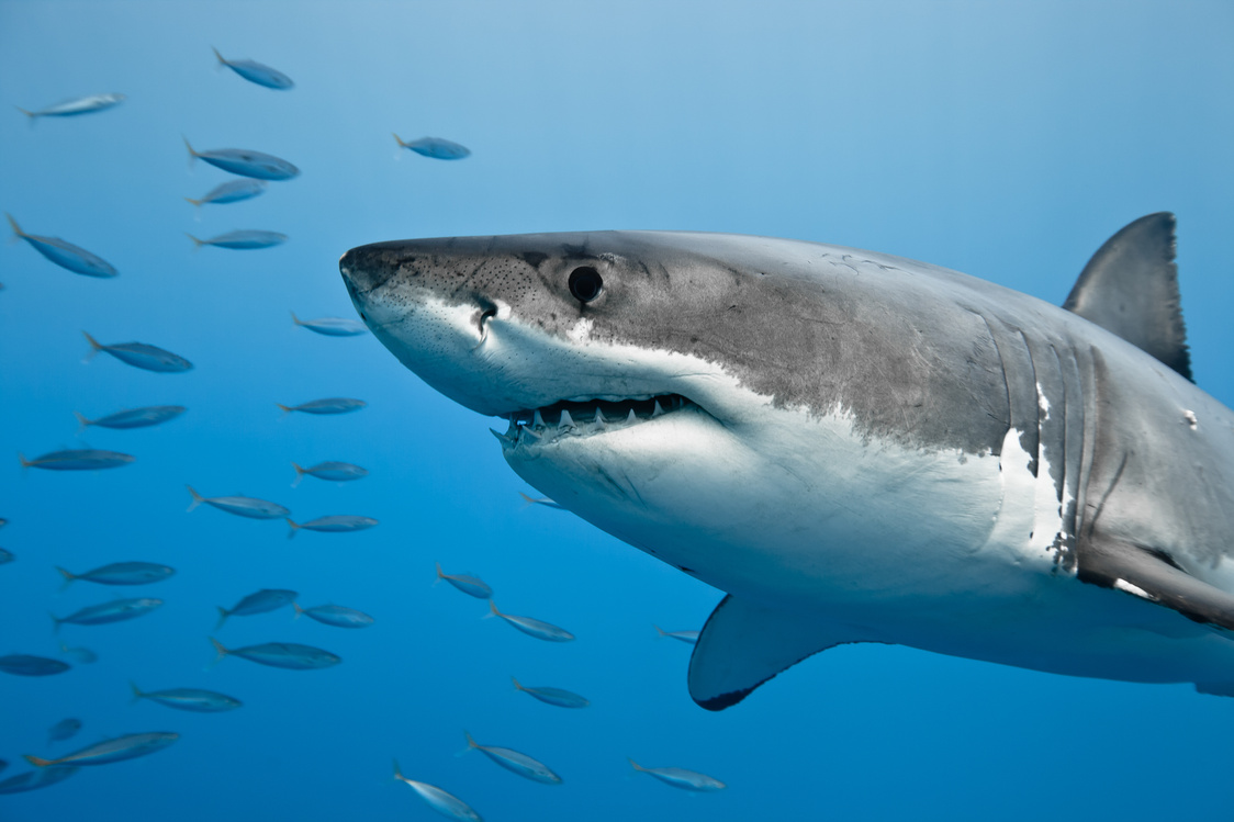 Great White Shark